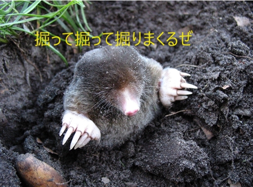 緊急のモグラ問題を解決